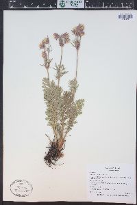 Geum triflorum image