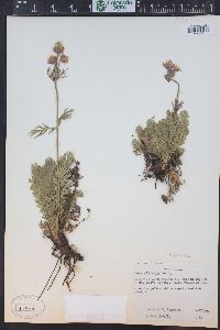 Geum triflorum image