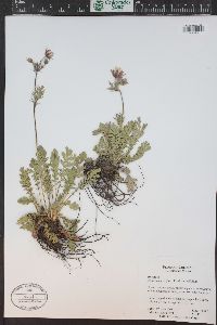 Geum triflorum image