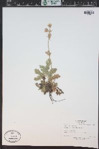 Geum triflorum image