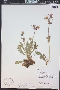 Geum triflorum image