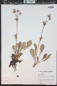 Geum triflorum image