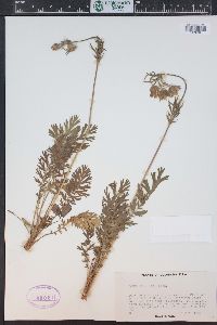 Geum triflorum image