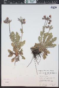 Geum triflorum image