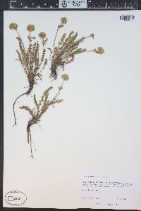 Ivesia gordonii image