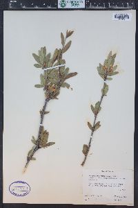Peraphyllum ramosissimum image