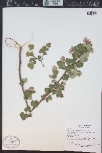 Physocarpus monogynus image