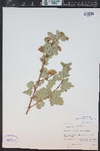 Physocarpus monogynus image