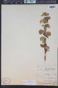 Physocarpus monogynus image