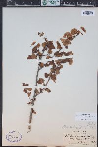 Physocarpus monogynus image