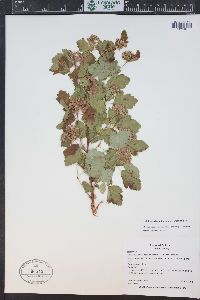 Physocarpus monogynus image