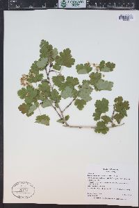 Physocarpus monogynus image