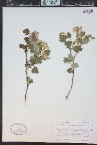 Physocarpus monogynus image