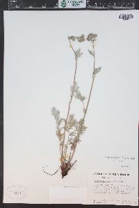 Potentilla bipinnatifida image