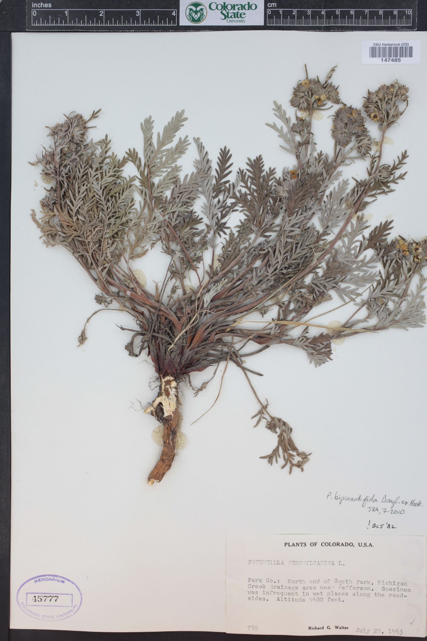 Potentilla bipinnatifida image