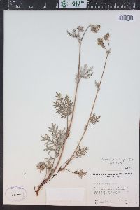 Potentilla bipinnatifida image