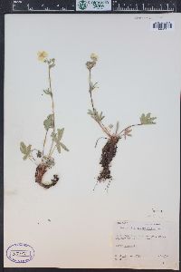 Potentilla diversifolia image