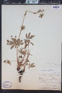 Potentilla diversifolia image