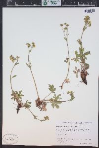 Potentilla diversifolia image