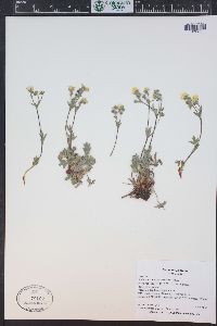 Potentilla diversifolia image