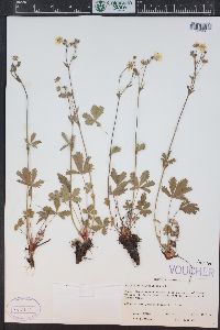 Potentilla diversifolia image