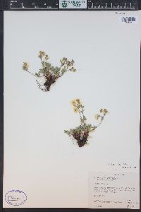 Potentilla diversifolia image