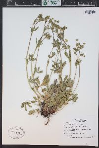 Potentilla diversifolia image