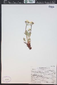 Potentilla diversifolia image