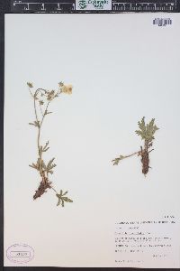 Potentilla diversifolia image