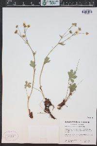 Potentilla diversifolia image