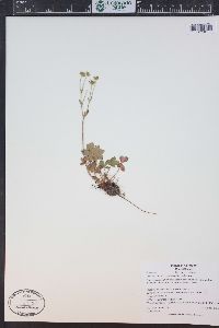 Potentilla diversifolia image