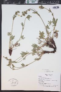 Potentilla diversifolia image