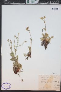 Potentilla diversifolia image