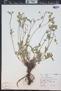 Potentilla diversifolia image