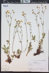 Potentilla diversifolia image