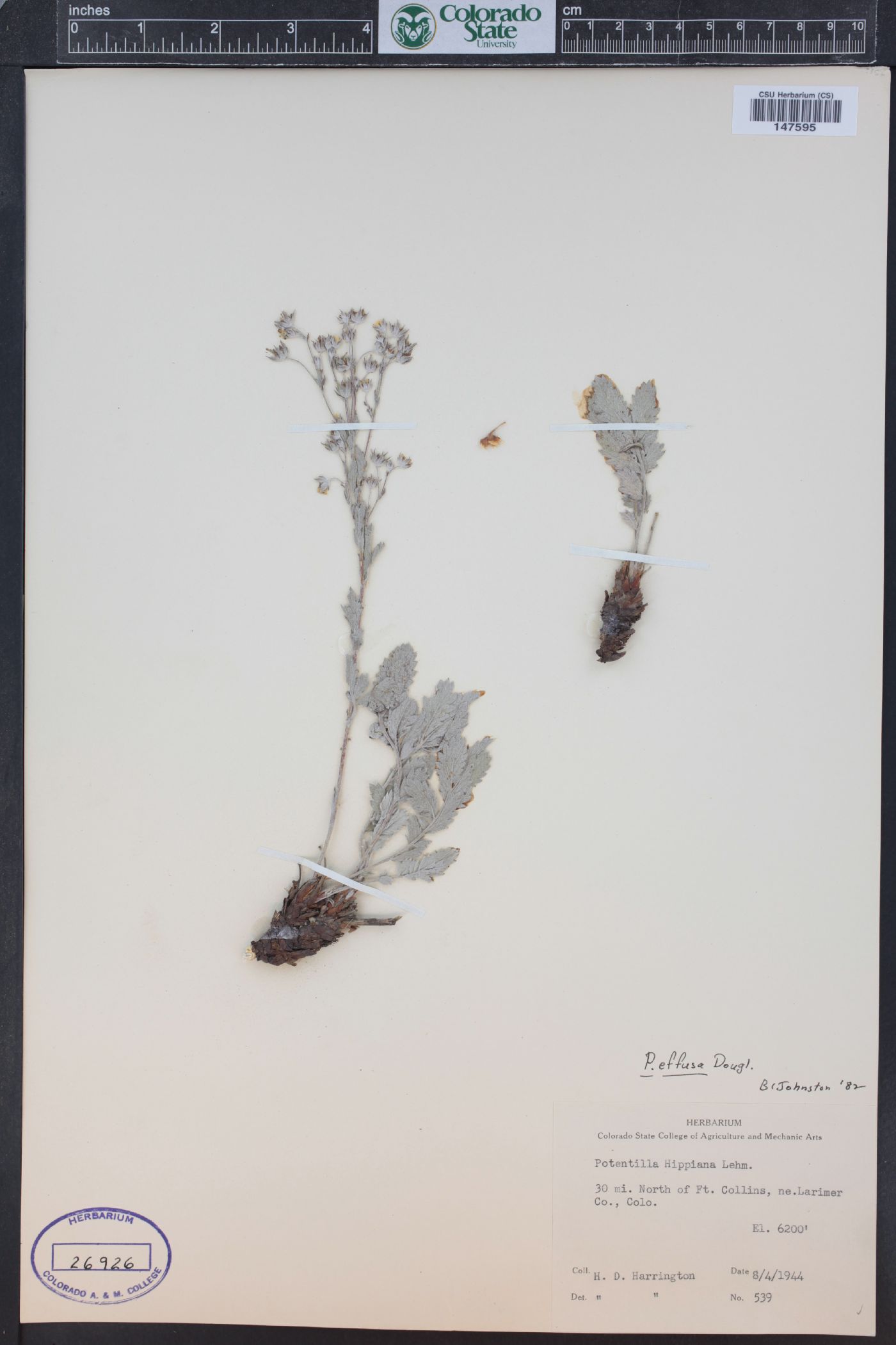 Potentilla effusa var. effusa image