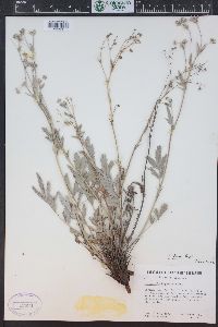 Potentilla effusa image