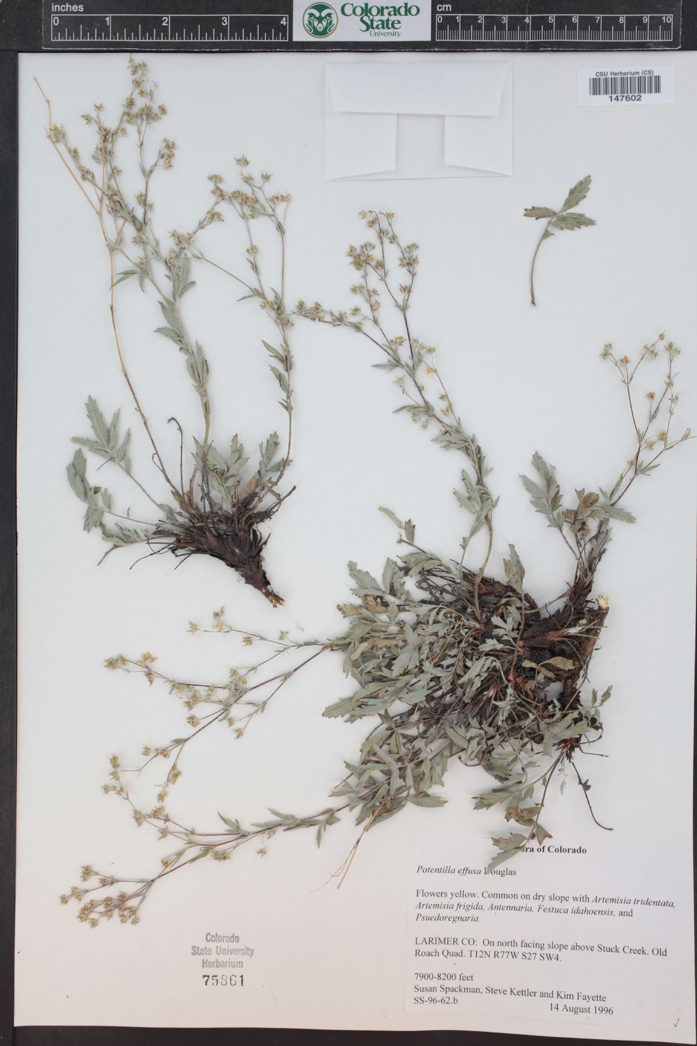 Potentilla effusa var. effusa image