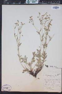 Potentilla effusa image