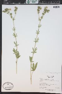 Potentilla gracilis image