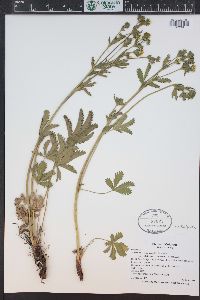 Potentilla gracilis var. fastigiata image