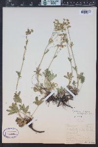 Potentilla gracilis var. fastigiata image