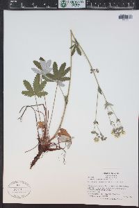 Potentilla pulcherrima image