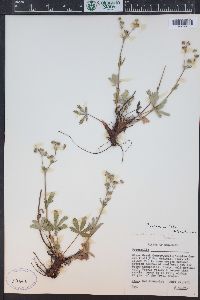 Potentilla pulcherrima image