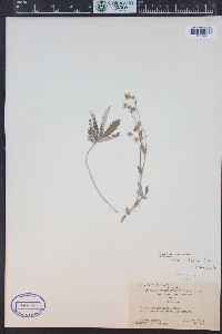 Potentilla pulcherrima image