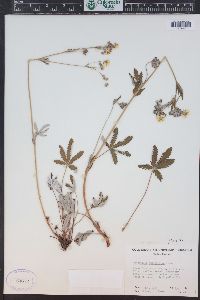 Potentilla pulcherrima image