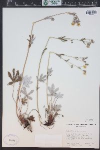 Potentilla pulcherrima image