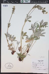 Potentilla pulcherrima image