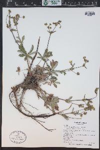 Potentilla pulcherrima image