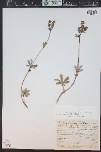 Potentilla pulcherrima image